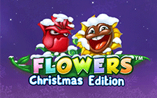 Flowers Christmas Edition
